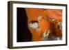 Striped Blenny (Parablennius Rouxi) Looking Out of Hole Covered with Encrusting Sponge, Monaco-Banfi-Framed Photographic Print