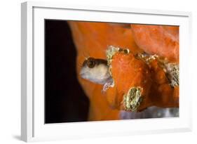 Striped Blenny (Parablennius Rouxi) Looking Out of Hole Covered with Encrusting Sponge, Monaco-Banfi-Framed Photographic Print