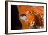 Striped Blenny (Parablennius Rouxi) Looking Out of Hole Covered with Encrusting Sponge, Monaco-Banfi-Framed Photographic Print