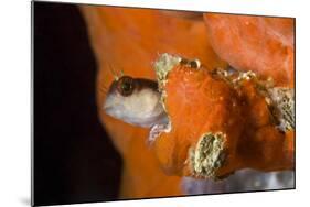 Striped Blenny (Parablennius Rouxi) Looking Out of Hole Covered with Encrusting Sponge, Monaco-Banfi-Mounted Photographic Print