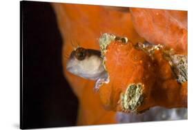 Striped Blenny (Parablennius Rouxi) Looking Out of Hole Covered with Encrusting Sponge, Monaco-Banfi-Stretched Canvas
