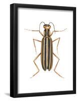 Striped Blister Beetle (Epicauta Vittata), Insects-Encyclopaedia Britannica-Framed Poster