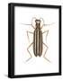 Striped Blister Beetle (Epicauta Vittata), Insects-Encyclopaedia Britannica-Framed Poster