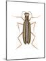 Striped Blister Beetle (Epicauta Vittata), Insects-Encyclopaedia Britannica-Mounted Poster