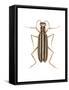 Striped Blister Beetle (Epicauta Vittata), Insects-Encyclopaedia Britannica-Framed Stretched Canvas
