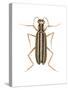 Striped Blister Beetle (Epicauta Vittata), Insects-Encyclopaedia Britannica-Stretched Canvas