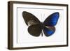 Striped Blue Crow Butterfly, Comparing to Wing and Bottom Wing-Darrell Gulin-Framed Photographic Print