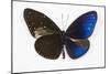 Striped Blue Crow Butterfly, Comparing to Wing and Bottom Wing-Darrell Gulin-Mounted Photographic Print
