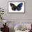 Striped Blue Crow Butterfly, Comparing to Wing and Bottom Wing-Darrell Gulin-Framed Stretched Canvas displayed on a wall