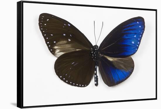 Striped Blue Crow Butterfly, Comparing to Wing and Bottom Wing-Darrell Gulin-Framed Stretched Canvas