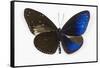 Striped Blue Crow Butterfly, Comparing to Wing and Bottom Wing-Darrell Gulin-Framed Stretched Canvas