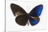 Striped Blue Crow Butterfly, Comparing to Wing and Bottom Wing-Darrell Gulin-Stretched Canvas