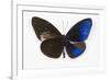 Striped Blue Crow Butterfly, Comparing to Wing and Bottom Wing-Darrell Gulin-Framed Photographic Print