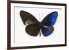 Striped Blue Crow Butterfly, Comparing to Wing and Bottom Wing-Darrell Gulin-Framed Photographic Print