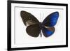 Striped Blue Crow Butterfly, Comparing to Wing and Bottom Wing-Darrell Gulin-Framed Photographic Print