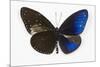 Striped Blue Crow Butterfly, Comparing to Wing and Bottom Wing-Darrell Gulin-Mounted Photographic Print