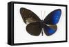 Striped Blue Crow Butterfly, Comparing to Wing and Bottom Wing-Darrell Gulin-Framed Stretched Canvas