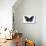 Striped Blue Crow Butterfly, Comparing to Wing and Bottom Wing-Darrell Gulin-Stretched Canvas displayed on a wall