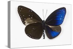 Striped Blue Crow Butterfly, Comparing to Wing and Bottom Wing-Darrell Gulin-Stretched Canvas