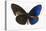 Striped Blue Crow Butterfly, Comparing to Wing and Bottom Wing-Darrell Gulin-Stretched Canvas