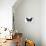 Striped Blue Crow Butterfly, Comparing to Wing and Bottom Wing-Darrell Gulin-Photographic Print displayed on a wall