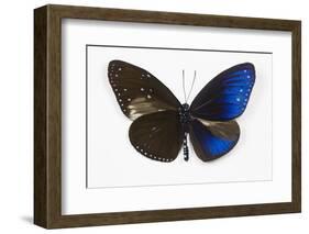 Striped Blue Crow Butterfly, Comparing to Wing and Bottom Wing-Darrell Gulin-Framed Photographic Print
