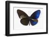 Striped Blue Crow Butterfly, Comparing to Wing and Bottom Wing-Darrell Gulin-Framed Photographic Print