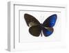 Striped Blue Crow Butterfly, Comparing to Wing and Bottom Wing-Darrell Gulin-Framed Photographic Print