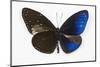 Striped Blue Crow Butterfly, Comparing to Wing and Bottom Wing-Darrell Gulin-Mounted Photographic Print