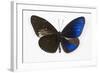 Striped Blue Crow Butterfly, Comparing to Wing and Bottom Wing-Darrell Gulin-Framed Photographic Print