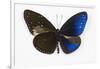 Striped Blue Crow Butterfly, Comparing to Wing and Bottom Wing-Darrell Gulin-Framed Premium Photographic Print