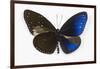 Striped Blue Crow Butterfly, Comparing to Wing and Bottom Wing-Darrell Gulin-Framed Premium Photographic Print