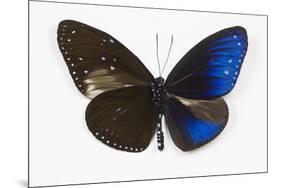 Striped Blue Crow Butterfly, Comparing to Wing and Bottom Wing-Darrell Gulin-Mounted Premium Photographic Print