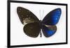 Striped Blue Crow Butterfly, Comparing to Wing and Bottom Wing-Darrell Gulin-Framed Premium Photographic Print