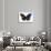 Striped Blue Crow Butterfly, Comparing to Wing and Bottom Wing-Darrell Gulin-Photographic Print displayed on a wall