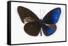Striped Blue Crow Butterfly, Comparing to Wing and Bottom Wing-Darrell Gulin-Framed Stretched Canvas
