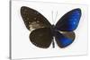 Striped Blue Crow Butterfly, Comparing to Wing and Bottom Wing-Darrell Gulin-Stretched Canvas