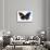 Striped Blue Crow Butterfly, Comparing to Wing and Bottom Wing-Darrell Gulin-Stretched Canvas displayed on a wall