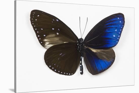 Striped Blue Crow Butterfly, Comparing to Wing and Bottom Wing-Darrell Gulin-Stretched Canvas