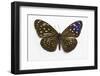 Striped Blue Crow Butterfly Female, Comparing the Top and Bottom Wings-Darrell Gulin-Framed Photographic Print