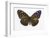 Striped Blue Crow Butterfly Female, Comparing the Top and Bottom Wings-Darrell Gulin-Framed Photographic Print