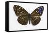 Striped Blue Crow Butterfly Female, Comparing the Top and Bottom Wings-Darrell Gulin-Framed Stretched Canvas