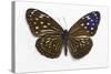 Striped Blue Crow Butterfly Female, Comparing the Top and Bottom Wings-Darrell Gulin-Stretched Canvas