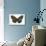Striped Blue Crow Butterfly Female, Comparing the Top and Bottom Wings-Darrell Gulin-Photographic Print displayed on a wall