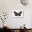 Striped Blue Crow Butterfly Female, Comparing the Top and Bottom Wings-Darrell Gulin-Photographic Print displayed on a wall