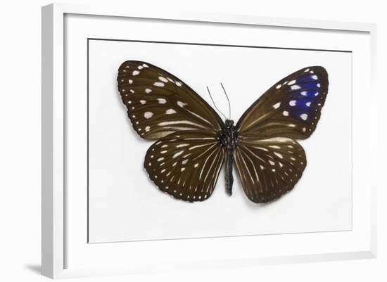 Striped Blue Crow Butterfly Female, Comparing the Top and Bottom Wings-Darrell Gulin-Framed Photographic Print