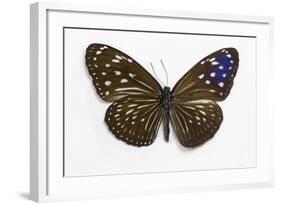 Striped Blue Crow Butterfly Female, Comparing the Top and Bottom Wings-Darrell Gulin-Framed Photographic Print