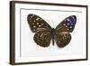 Striped Blue Crow Butterfly Female, Comparing the Top and Bottom Wings-Darrell Gulin-Framed Photographic Print