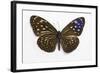 Striped Blue Crow Butterfly Female, Comparing the Top and Bottom Wings-Darrell Gulin-Framed Photographic Print