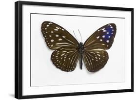 Striped Blue Crow Butterfly Female, Comparing the Top and Bottom Wings-Darrell Gulin-Framed Photographic Print
